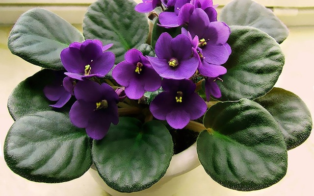 How To Grow African Violets Properly